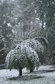 Snow on tree ferns, Sassafras IMG_7571